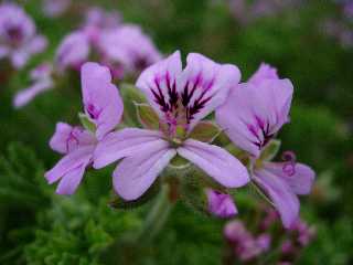 Fleurs de granium Rosat