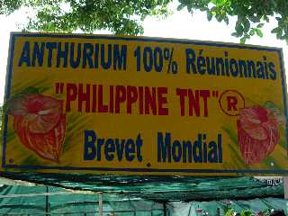 Anthrium Philippine TNT