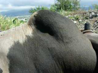 Loup, bosse graisseuse du boeuf malgache