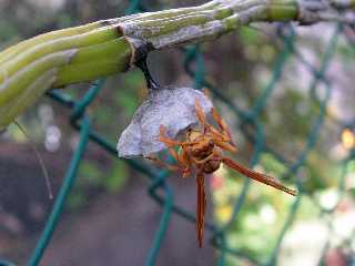 Nid de gupes dans les orchides