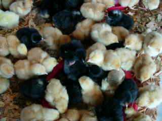 Poussins