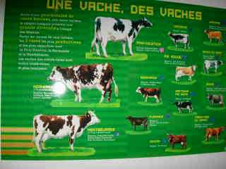 Vaches