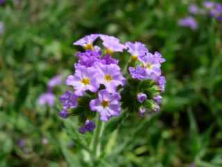 Fleurs violettes