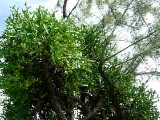 Cacte dans un arbre