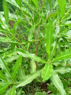 Bois de reinette- bois d'arnette