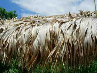 Feuilles de latanier