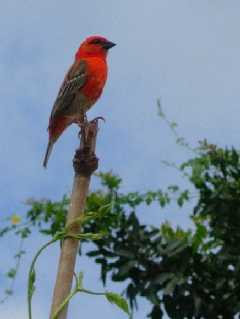 Cardinal