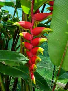 Heliconia