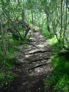 Sous-bois, monte au Piton Babet