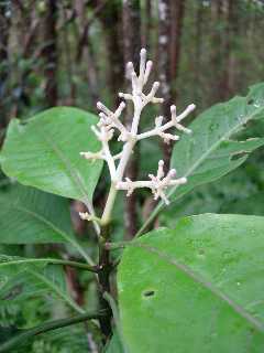 Bois de corail