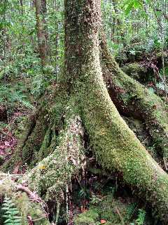 Arbre de la fort de Mare Longue