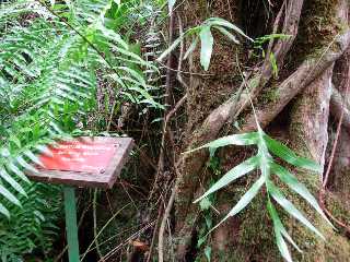 Bois de fer batard