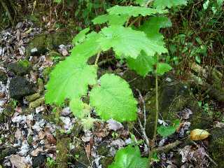 Vigne marronne