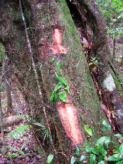 Bois de fer batard