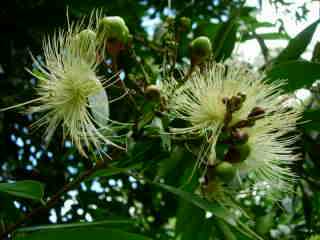 Fleurs de jamrosat