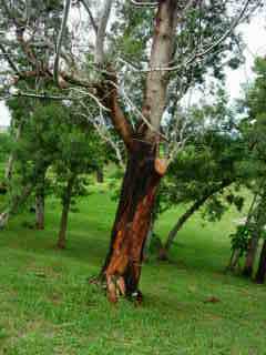 Arbre au tronc brl