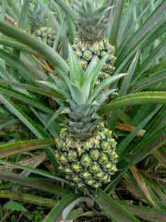 Ananas Victoria de la Runion