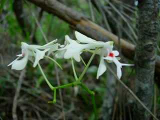 Orchidée endémique