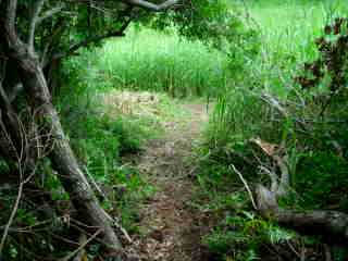 Retour au pied du Piton de Mont Vert