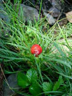 Fraises