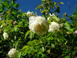 Camlia fleuri