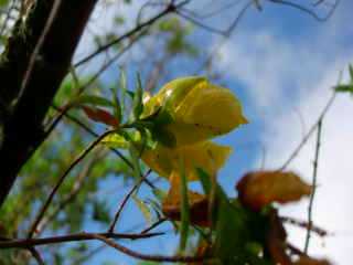 Fleurs jaunes