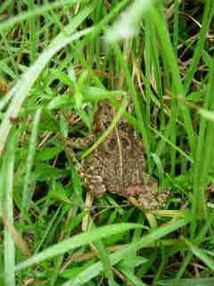 Crapaud