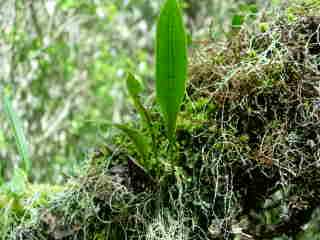 Lichens et fougres