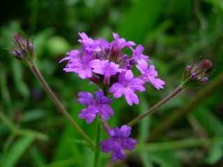 Taches violettes