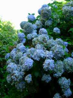 Hortensia bleu