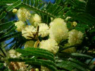 Acacias en fleurs