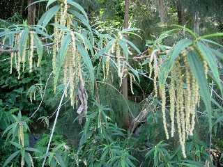 Bois de chapelet