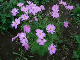 Fleurs mauves