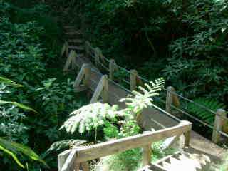 Ravine Fleurs Jaunes