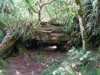 Reine des Tamarins