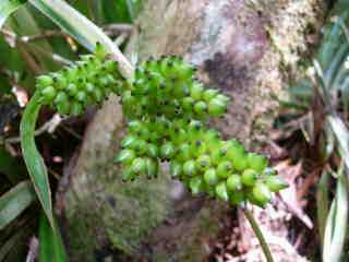 Ananas marron