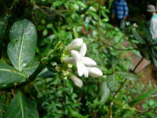 Fleurs de Losto caf