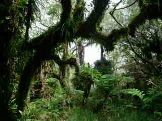 Tamarins