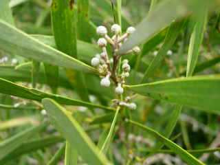 Fleurs de tamarin des Hauts