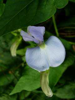 Fleur de pois carr