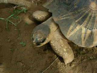 Tortues Radiata