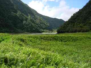 Fougres au Grand Etang