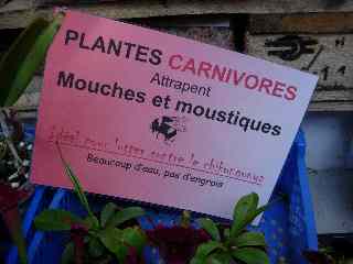 Plantes carnivores