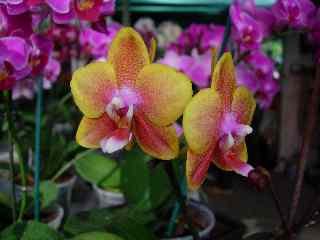 Orchide