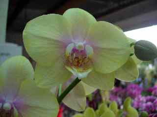 Orchide