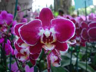 Orchide