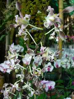 Orchide