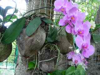 Orchide