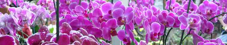 Orchides