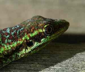 Tte de Phelsuma Borbonica